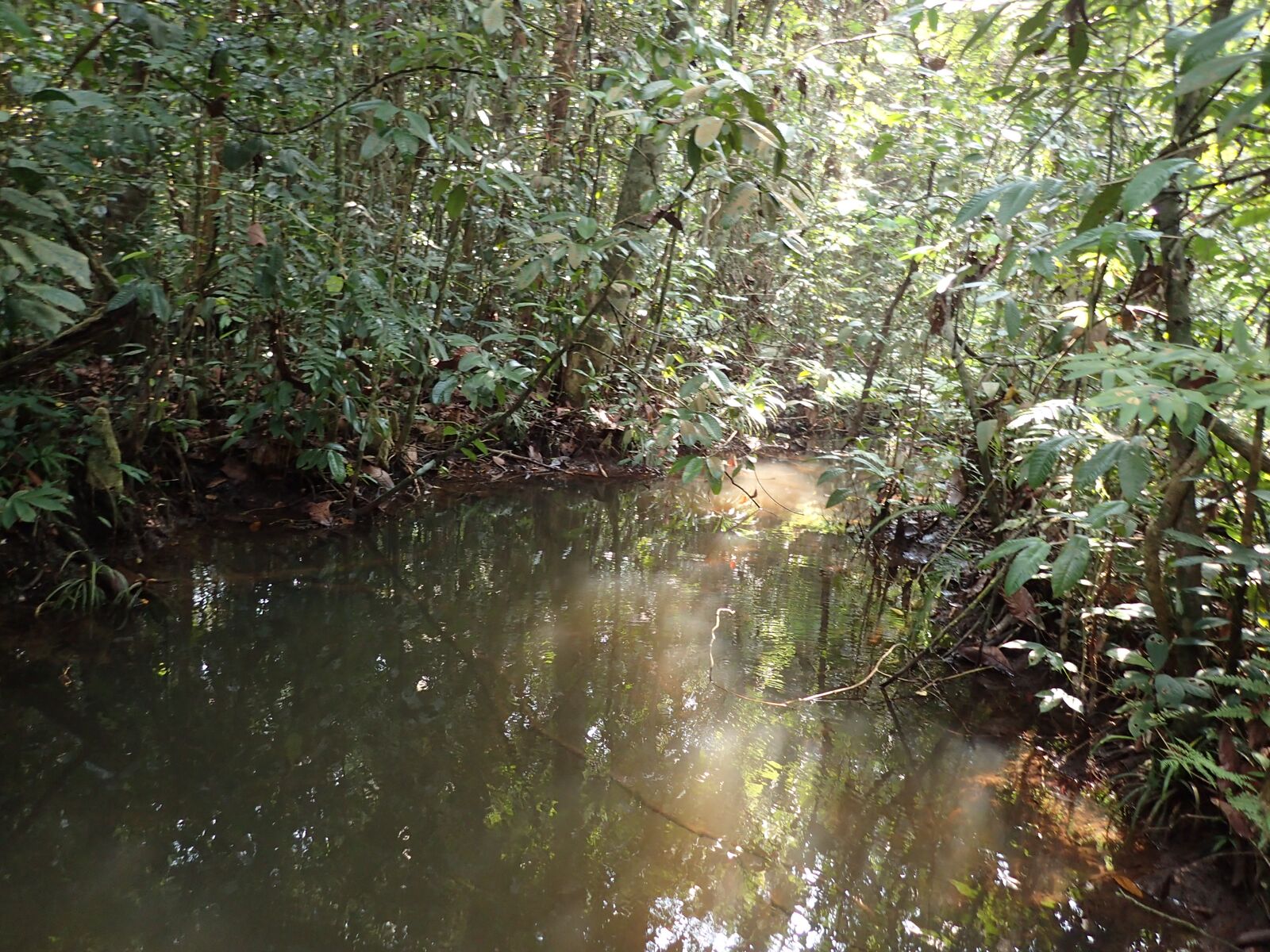 taxo4254 Pangio muraeniformis